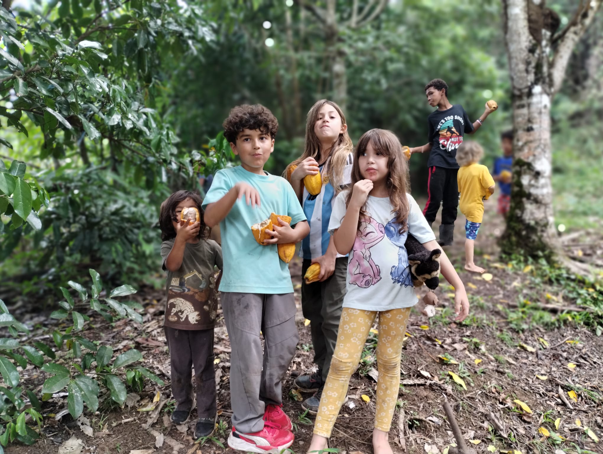 Niñas y niños cosechando cacao en el bosque